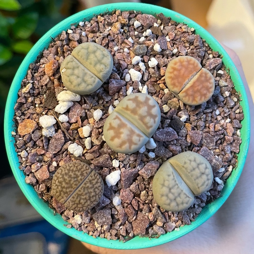 Lithops Succulent Plants in Green Pot